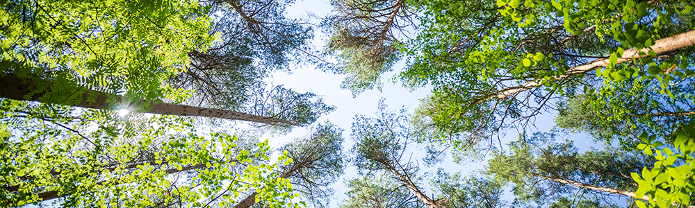 Sustainability Consulting: Green Trees From a Bottom View