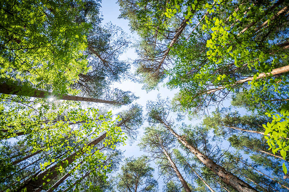 Sustainability Consulting: Green Trees From a Bottom View