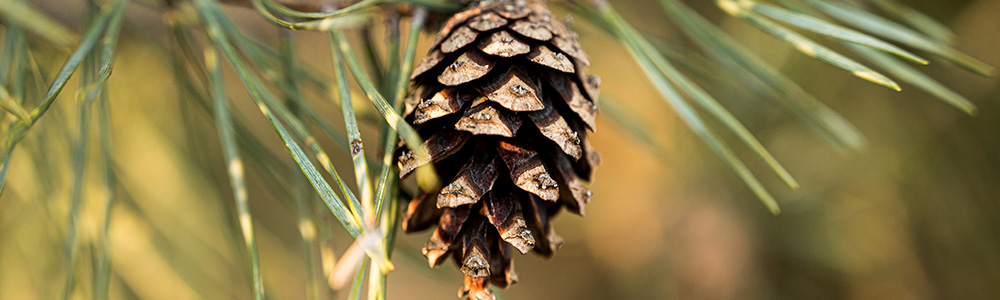 Pine Cone