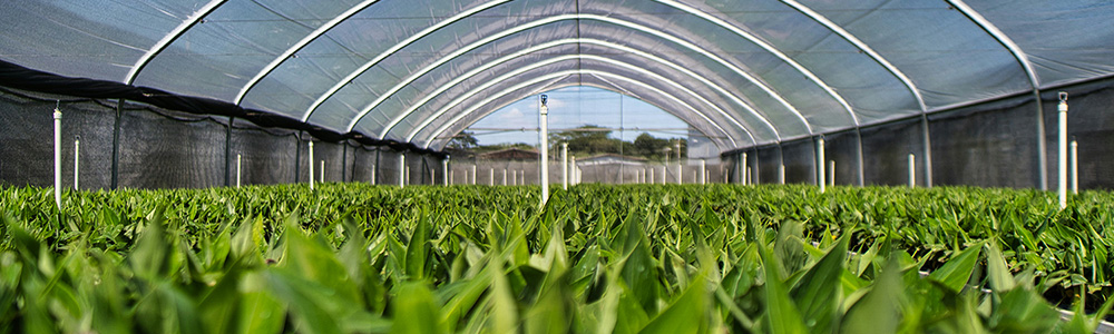 greenhouse