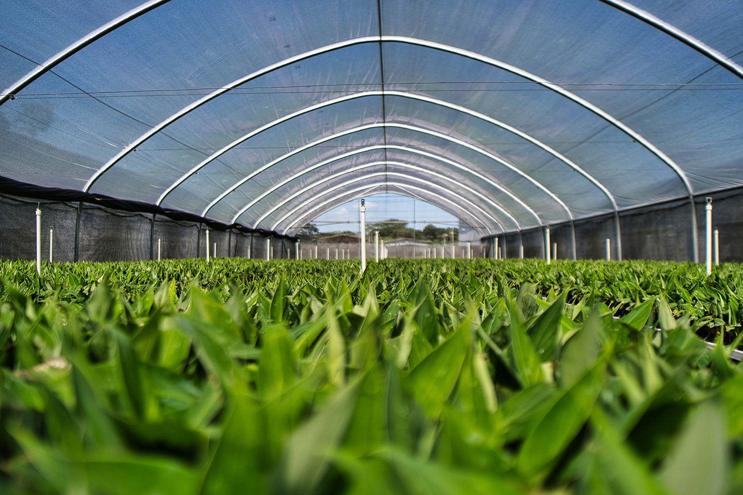 greenhouse