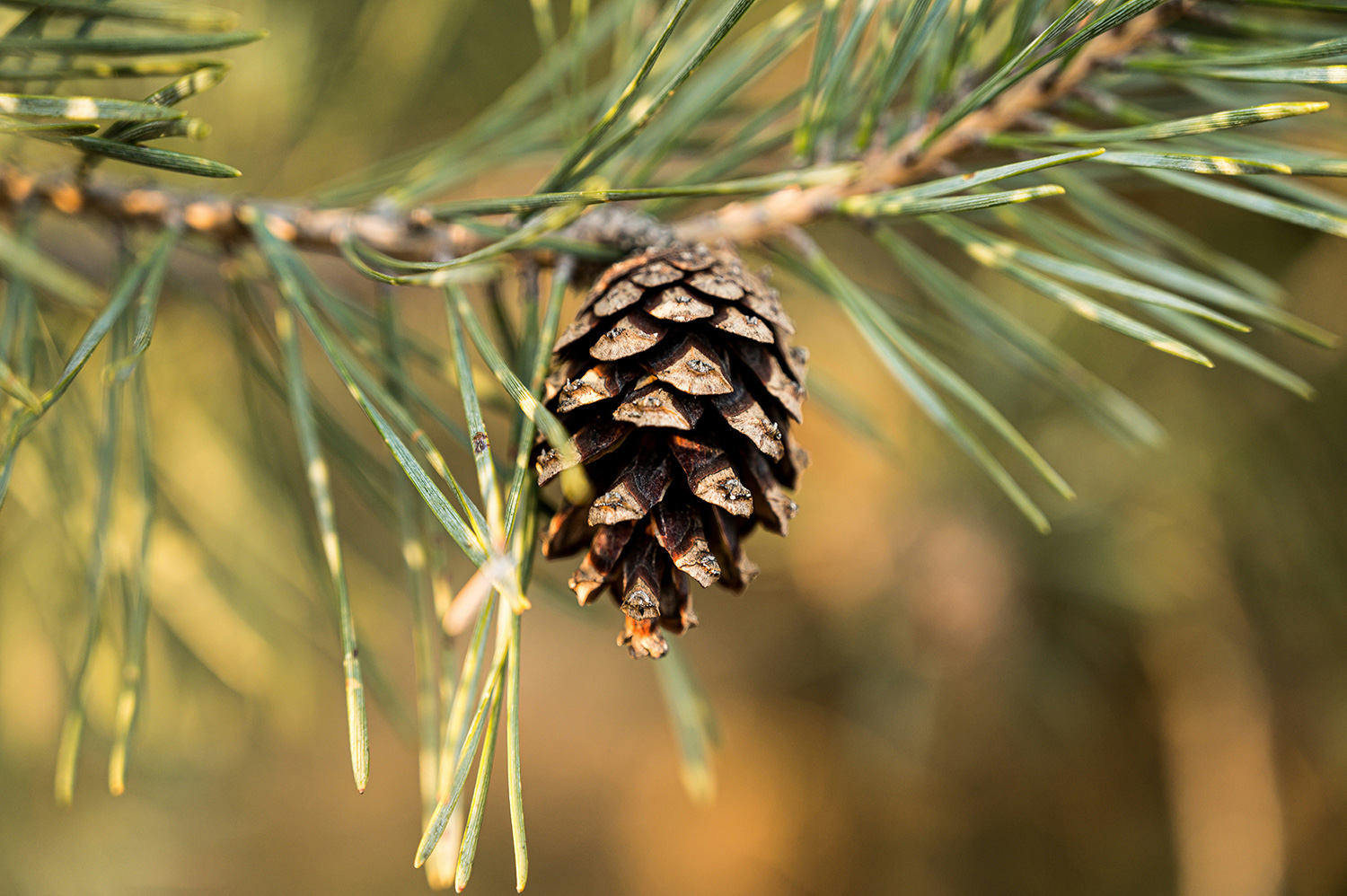 pine cone